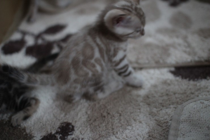 뱅갈고양이 6남매 꼬맹이들~ 관련 이미지 16