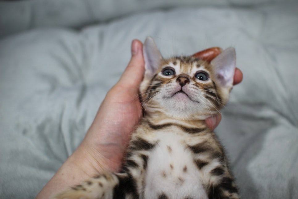 애교냥이 순둥이 분양해요~ 관련 이미지 1