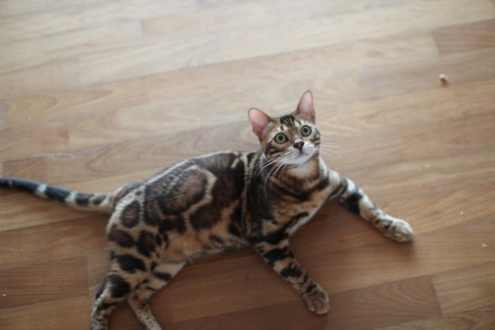 브라운 뱅갈고양이 남아 거실도 점령 했어요. 관련 이미지 1