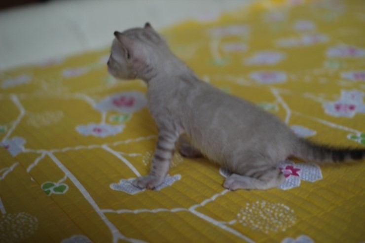 실링스 뱅갈고양이 키퍼 여아예요~ 관련 이미지 6