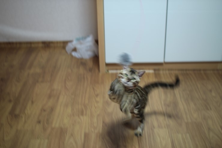 뱅갈고양이 장고 녀석 노는 모습~ 관련 이미지 2