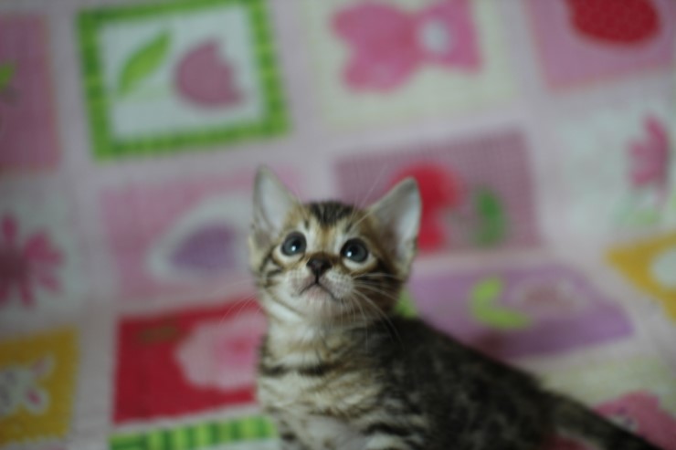 뱅갈고양이 분양 진정한 개냥이란? 관련 이미지 17