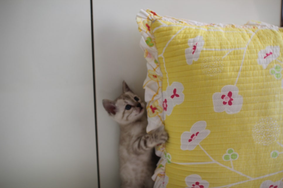 스노우뱅갈고양이 삼총사 분양해요~ 관련 이미지 17