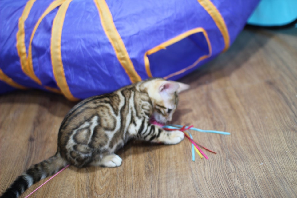 빅로젯이 멋진 순둥이 뱅갈고양이 남아 분양해요~ 관련 이미지 4