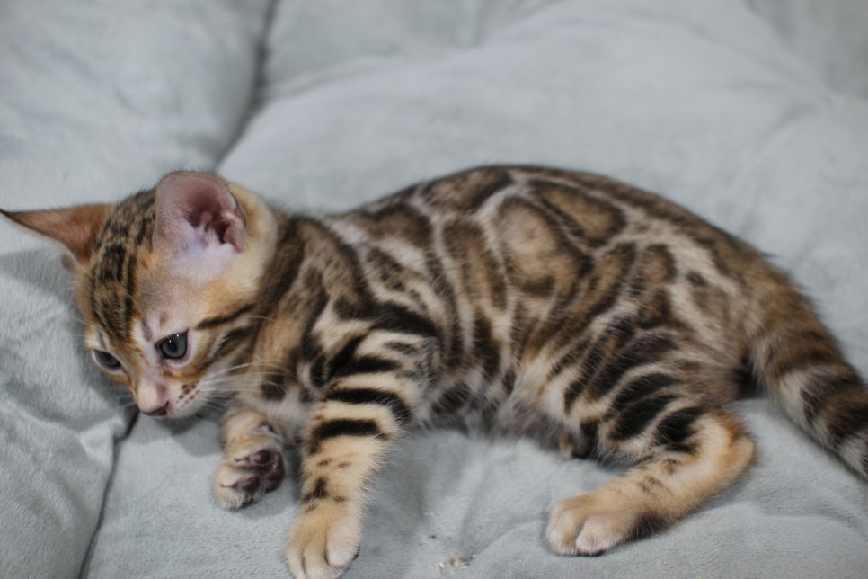 황금빛 칼라로 변신중이 브라운 뱅갈고양이 남아예요~ 관련 이미지 1