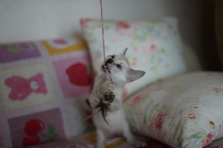 뱅갈고양이 분양 진정한 개냥이란? 관련 이미지 7