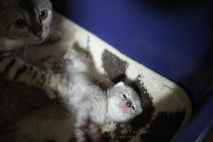 뱅갈고양이 엄마와 아가들~ 관련 이미지 4