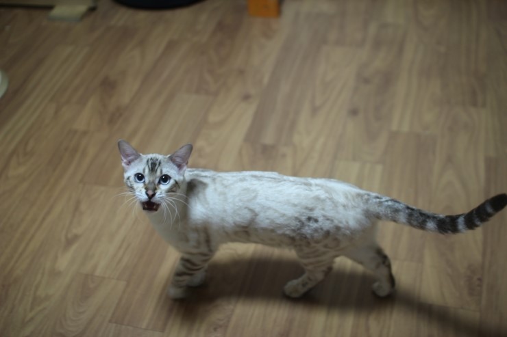 뱅갈고양이 키퍼 여아들~ 관련 이미지 8