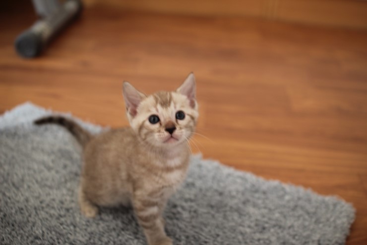 뱅갈고양이 분양 완전히 빠졌네 빠졌어~ 관련 이미지 20