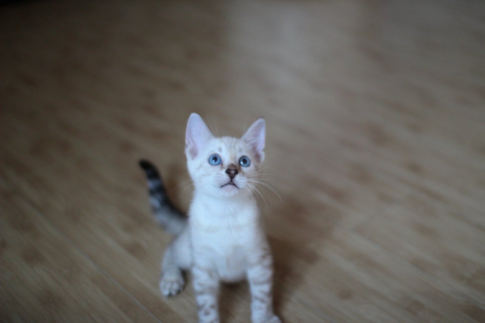 뱅갈고양이분양 부티가 넘치는 아이들 관련 이미지 14