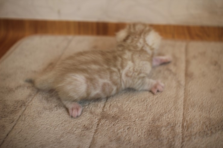 뱅갈고양이 6남매 꼬맹이들 성장 모습~ 관련 이미지 8