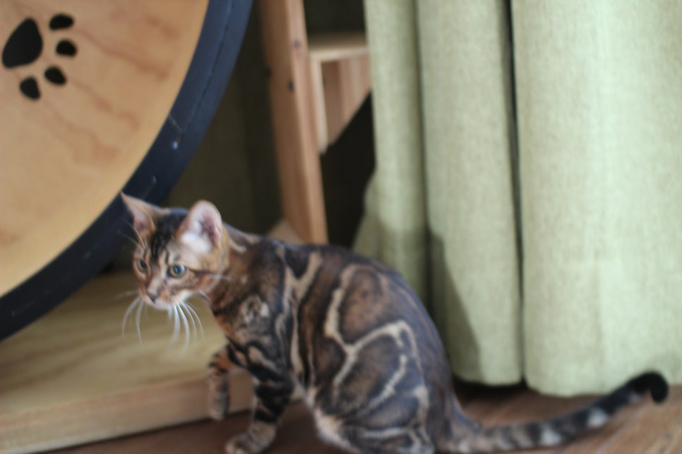 빅로젯 뱅갈고양이 남아 분양해요~ 관련 이미지 6