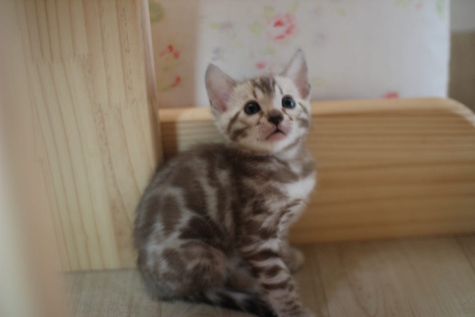 뱅갈고양이에 매력은 끝이 없어요! 관련 이미지 15