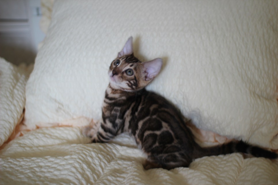 브라운 뱅갈고양이 남아1 분양해요~ 관련 이미지 3