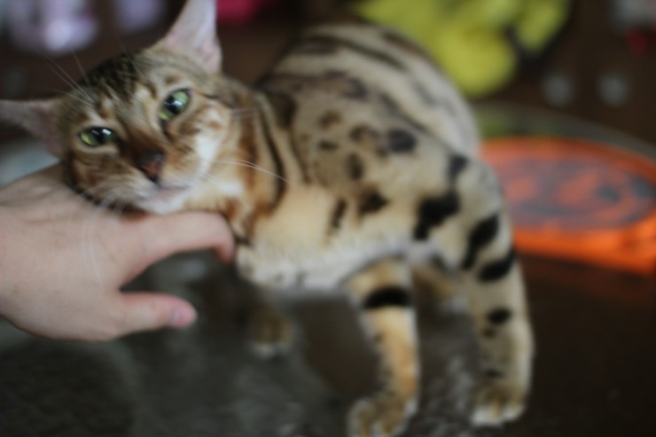 뱅갈고양이에 애교스러운 모습...이게 뱅갈고양이의 매력!!!!! 관련 이미지 6