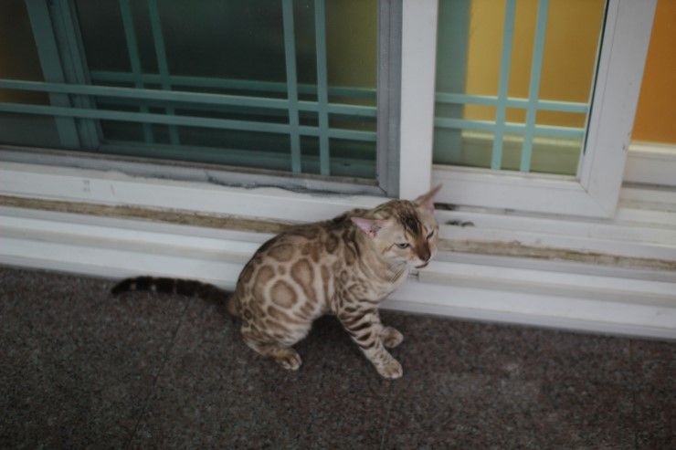 실밍크 뱅갈고양이 영웅군 ~ 관련 이미지 2