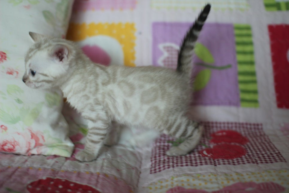앙증,깜찍 스노우 뱅갈고양이 꼬맹이들~~ 관련 이미지 15