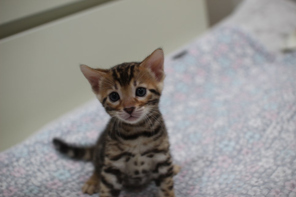 브라운 뱅갈고양이 여아1 분양해요~ 관련 이미지 2