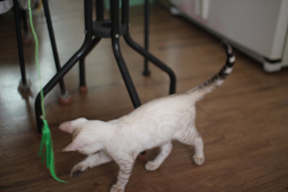 스노우뱅갈고양이 덩치 큰 남아에요~ 관련 이미지 15