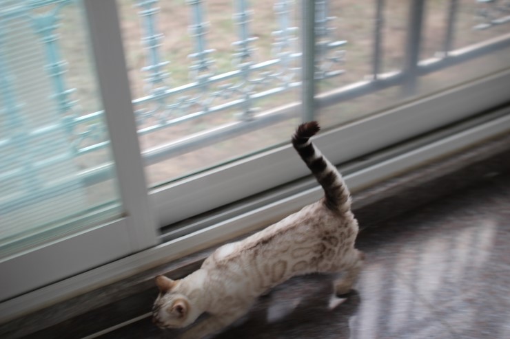 실링스 스노우 뱅갈고양이 링돌이 사진 및 동영상 입니다~ 관련 이미지 4