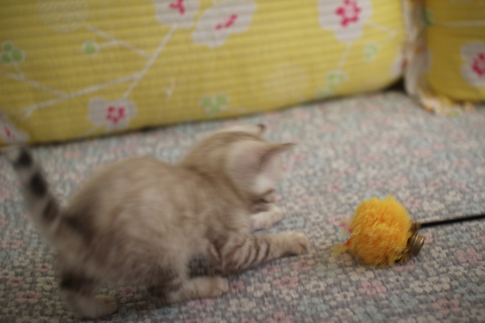 스노우뱅갈고양이 여아 분양해요~ 관련 이미지 12