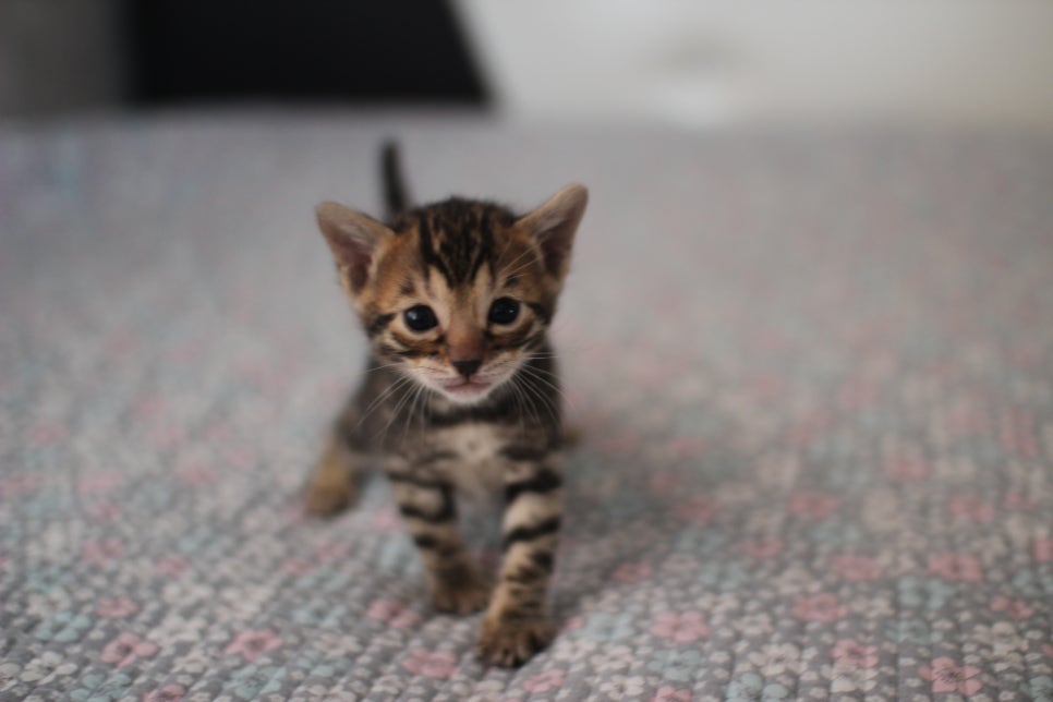 뱅갈고양이분양 동화속에 나오는 아이들! 관련 이미지 8