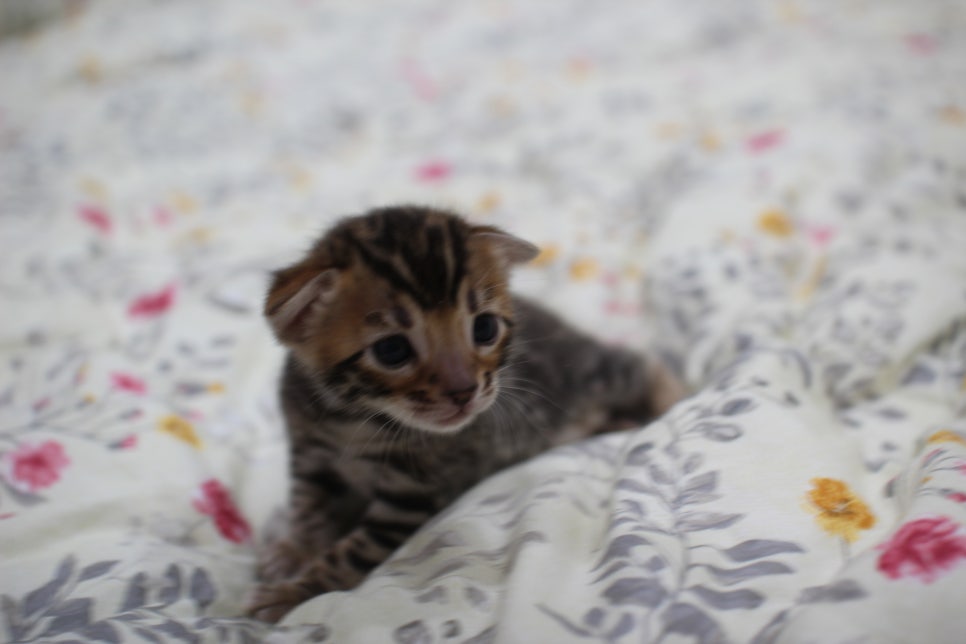 브라운 뱅갈고양이 꽃미묘 꼬맹이들~ 관련 이미지 4