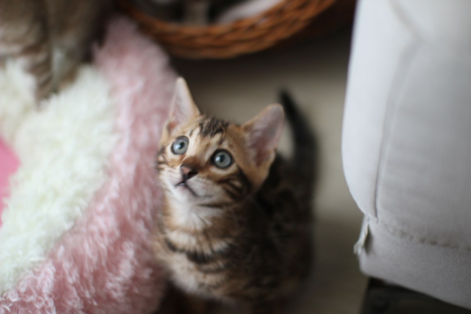 실밍크,브라운 뱅갈고양이 남아 분양해요~ 관련 이미지 8