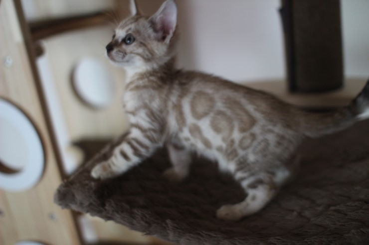 스노우 밍크 뱅갈고양이 남아예요~ 관련 이미지 6