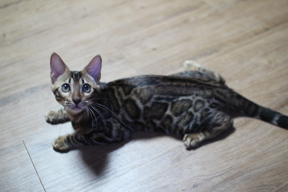 뱅갈고양이 강아지 같은 아이들 분양해요~ 관련 이미지 16