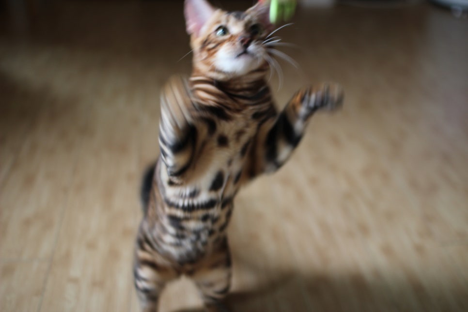 뱅갈고양이 남아 원탑군 완벽 적응후 한컷~ 관련 이미지 3