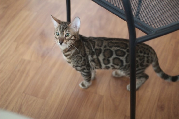 폴란드에서 온 뱅갈고양이 남아 golden rain 입니다~ 관련 이미지 6