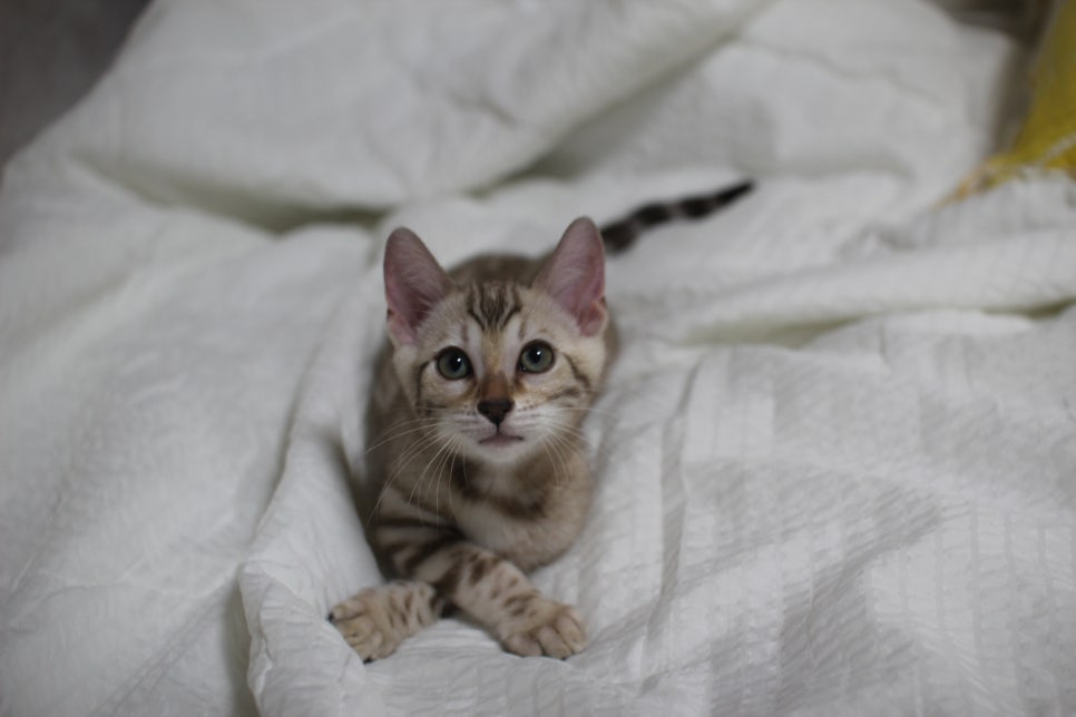 실밍크뱅갈고양이 깜찍이 여아 분양중~ 관련 이미지 1