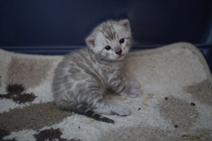 실밍크 스노우뱅갈고양이 분양 천사냥이 4남매 관련 이미지 1