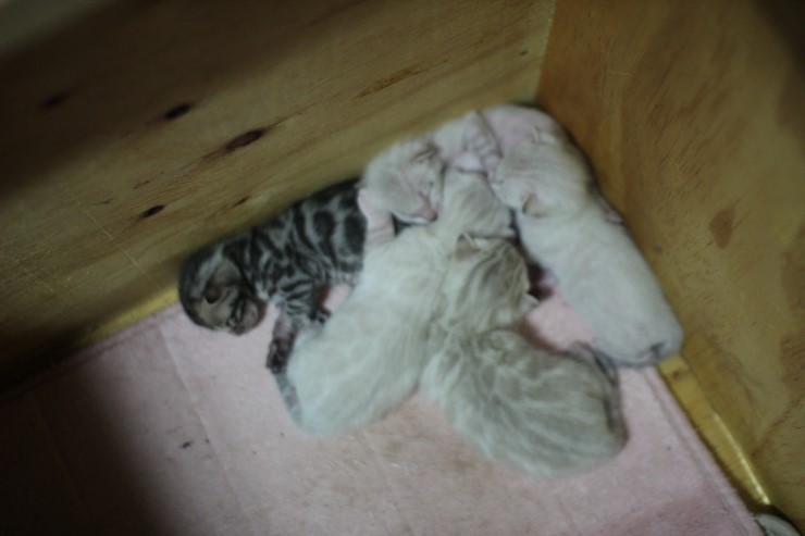 스노우,브라운 뱅갈고양이 꼬물이 5남매예요~ 관련 이미지 3