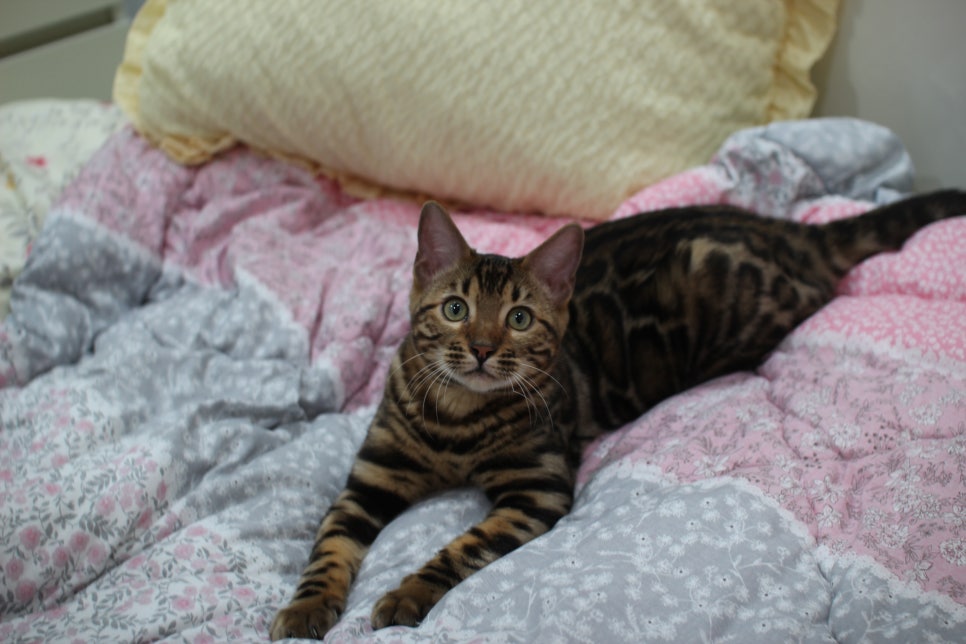 성격 좋고 건강미 넘치는 뱅갈고양이 남아 분양해요~ 관련 이미지 4