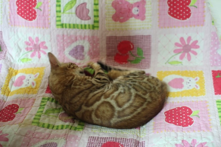 뱅갈고양이 스텔라 오늘도 신났어요. 관련 이미지 1