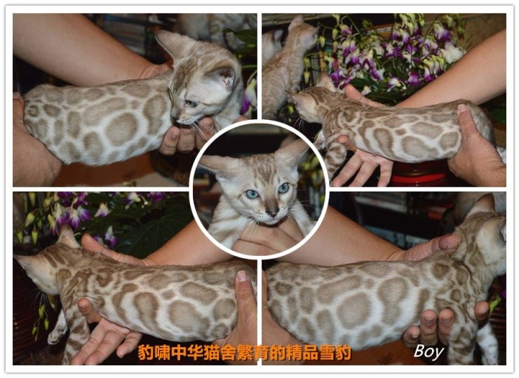 뱅갈고양이 수입 진행중인 남아 두아이예요~ 관련 이미지 1