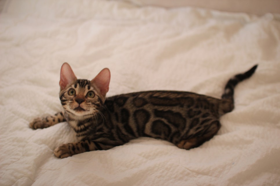 이런 개냥이 뱅갈고양이 보셨나요? 관련 이미지 6