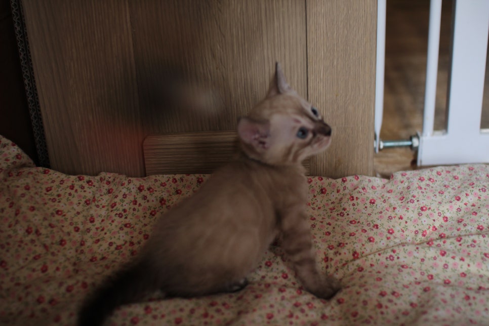 링스차콜 뱅갈고양이 남아 분양해요~ 관련 이미지 3