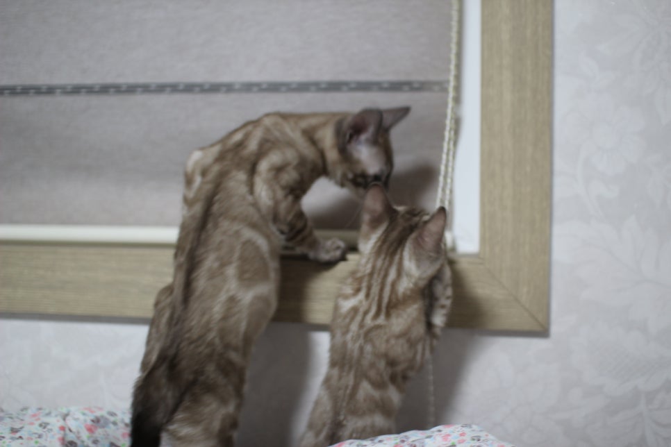 스노우뱅갈고양이 삼총사~ 관련 이미지 2