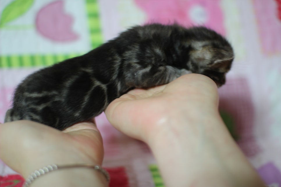 예약된 브라운 뱅갈고양이 남아에요~ 관련 이미지 3