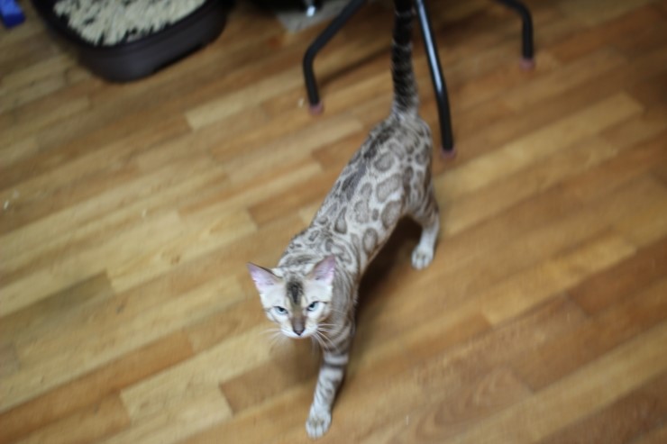 실밍크 뱅갈고양이 영웅이예요~~ 관련 이미지 2