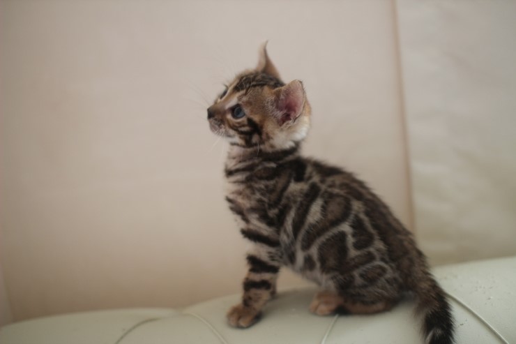 빅로젯 뱅갈고양이 남아2도 많이 컸어요~ 관련 이미지 7