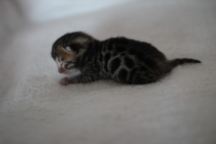 소유뱅갈고양이 캐터리 키튼들 입니다~ 관련 이미지 4