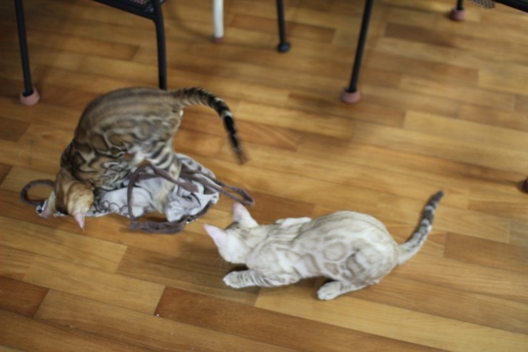 뱅갈고양이 까불이들 입니다~ 관련 이미지 4