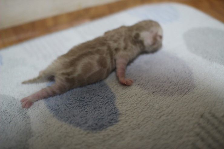 실밍크 스노우 뱅갈고양이 꼬물이 남아 입니다~ 관련 이미지 10