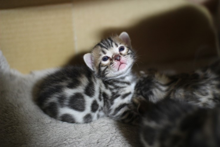 뱅갈고양이 꼬맹이들 아장아장 걸음마 연습~ 관련 이미지 12