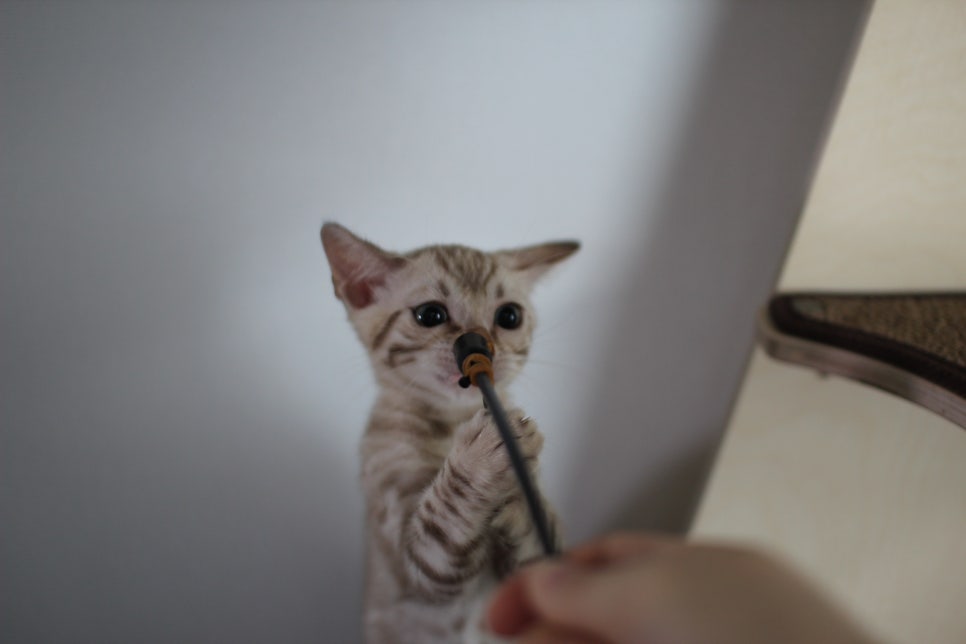 요정같이 생긴 실밍크뱅갈고양이 여아 분양해요~ 관련 이미지 8