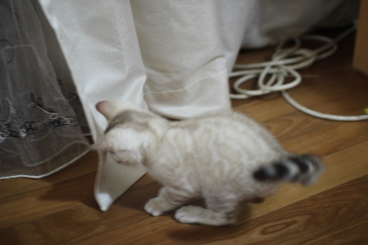 실버 뱅갈고양이,브라운 뱅갈고양이,실링스뱅갈고양이 꼬맹이들 많이 컸어요. 관련 이미지 6